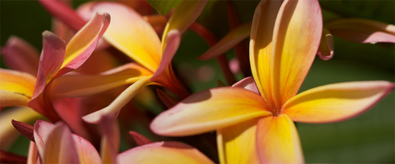 Flowers (Hawaiian)