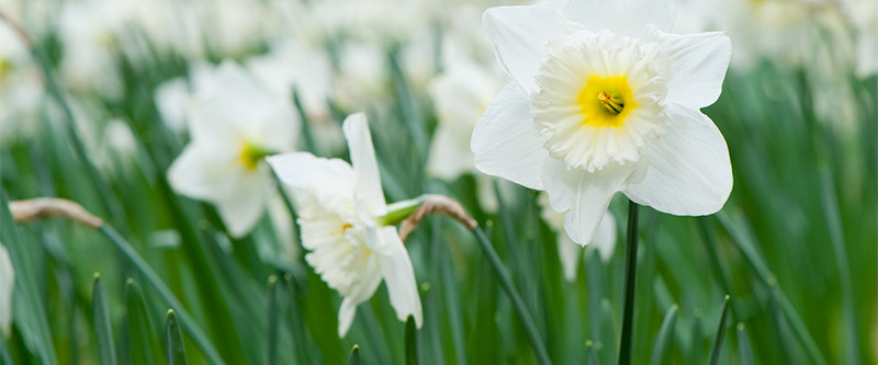 Flowers (Daffodil)