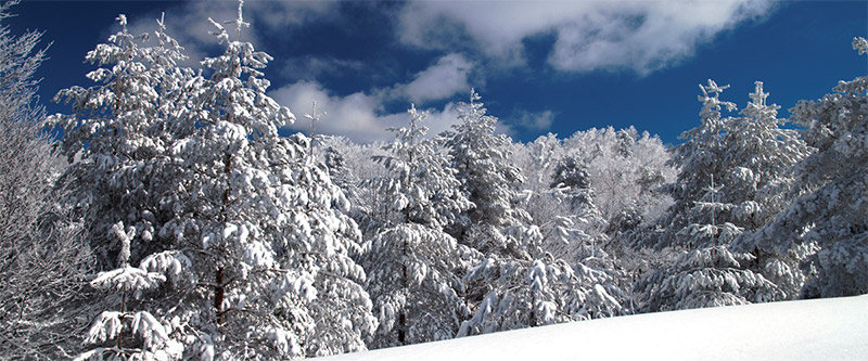 Winter (Trees Snow)