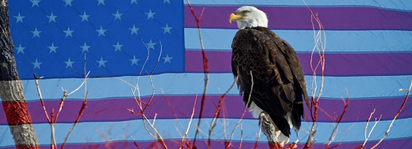 American Flag (Eagle)