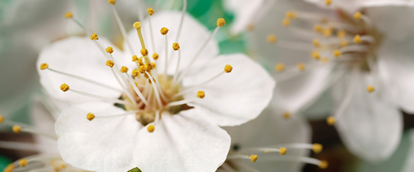 Flowers (White)